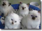 birman kittens